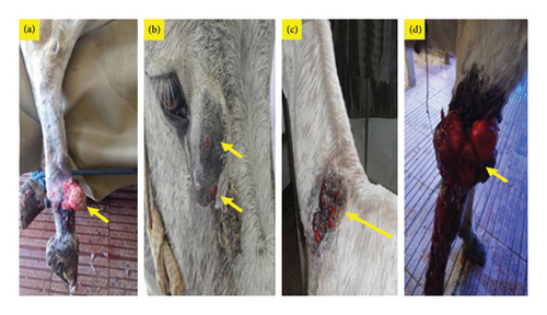 Details are in the caption following the image Details are in the caption following the image