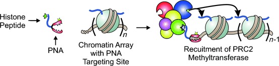 Targeted Histone Peptides: Insights into the Spatial Regulation of the Methyltransferase PRC2 by using a Surrogate of Heterotypic Chromatin