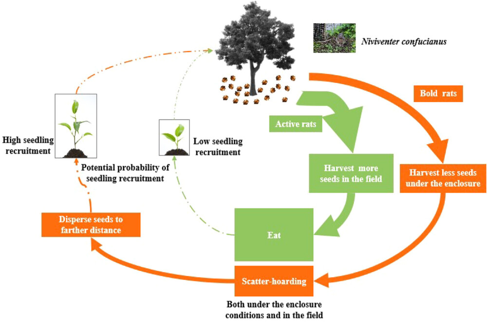 Bold rats (Niviventer confucianus) are more effective in seed dispersal: evidence both under enclosure conditions and in the field
