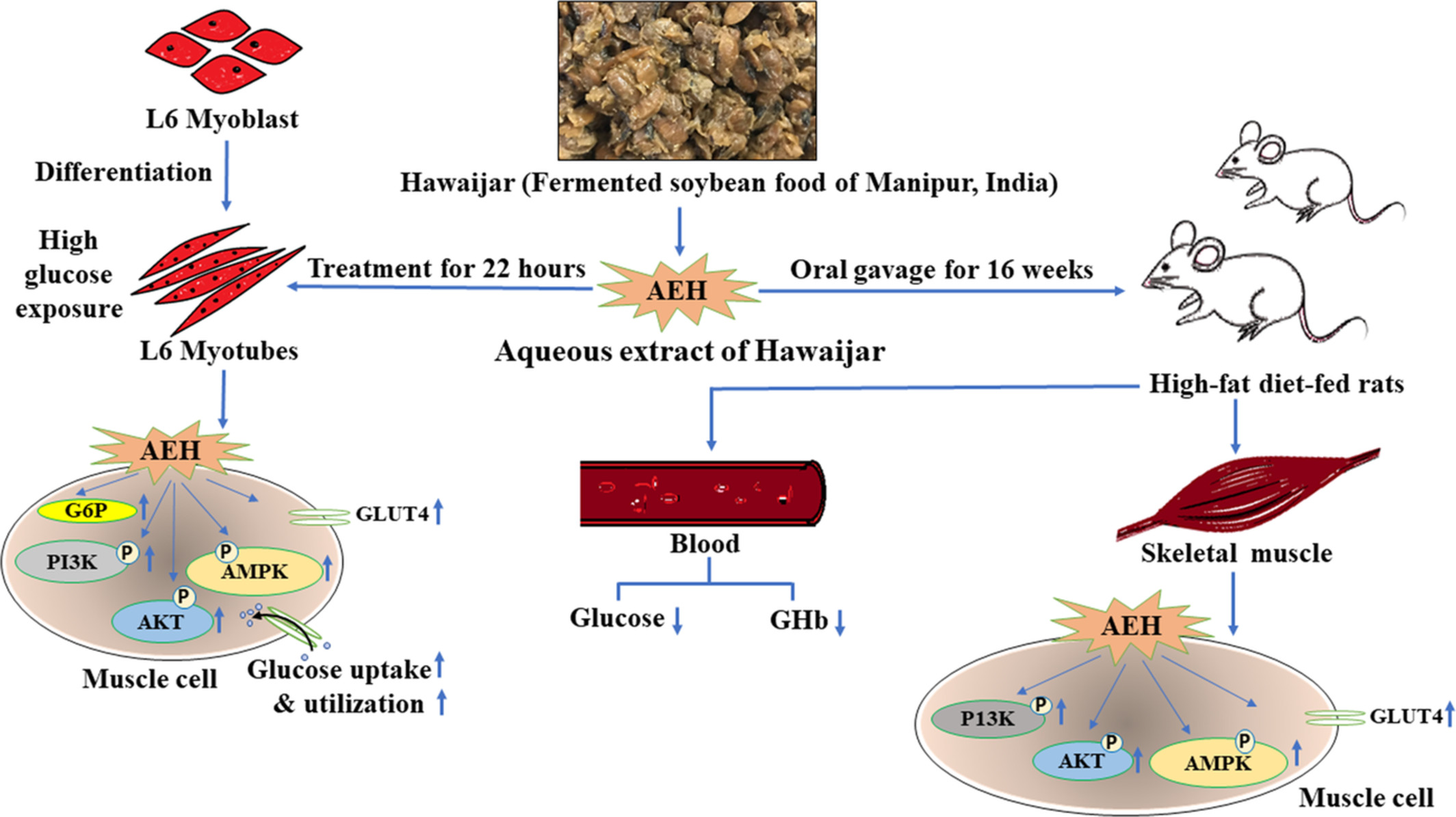 A popular fermented soybean food of Northeast India exerted promising antihyperglycemic potential via stimulating PI3K/AKT/AMPK/GLUT4 signaling pathways and regulating muscle glucose metabolism in type 2 diabetes