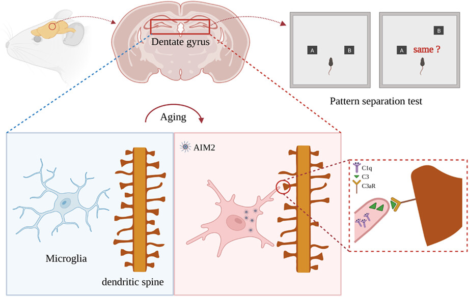 Absent in melanoma 2 mediates aging-related cognitive dysfunction by acting on complement-dependent microglial phagocytosis