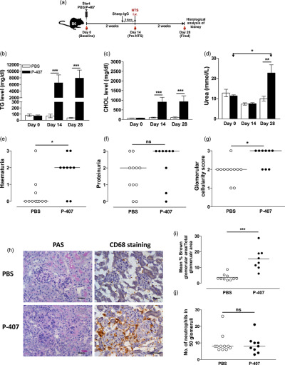A triglyceride-rich lipoprotein environment exacerbates renal injury in the accelerated nephrotoxic nephritis model