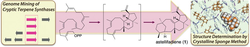 Astellifadiene: Structure Determination by NMR Spectroscopy and Crystalline Sponge Method, and Elucidation of its Biosynthesis