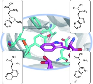 A Tryptophanyl-tRNA Synthetase/tRNA Pair for Unnatural Amino Acid Mutagenesis in E. coli