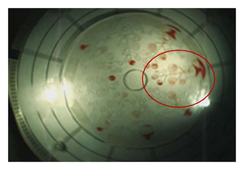 Details are in the caption following the image