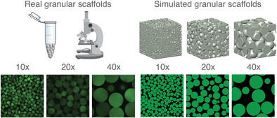 Void Volume Fraction of Granular Scaffolds