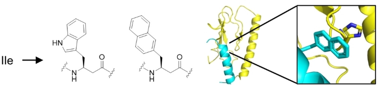 Harnessing Aromatic-Histidine Interactions through Synergistic Backbone Extension and Side Chain Modification