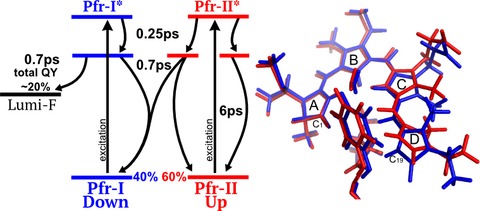 Influence of Heterogeneity on the Ultrafast Photoisomerization Dynamics of Pfr in Cph1 Phytochrome