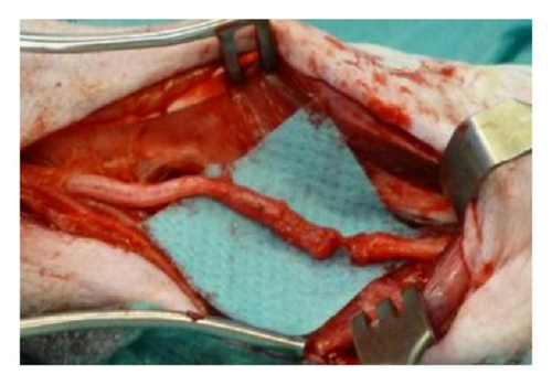 Details are in the caption following the image Details are in the caption following the image