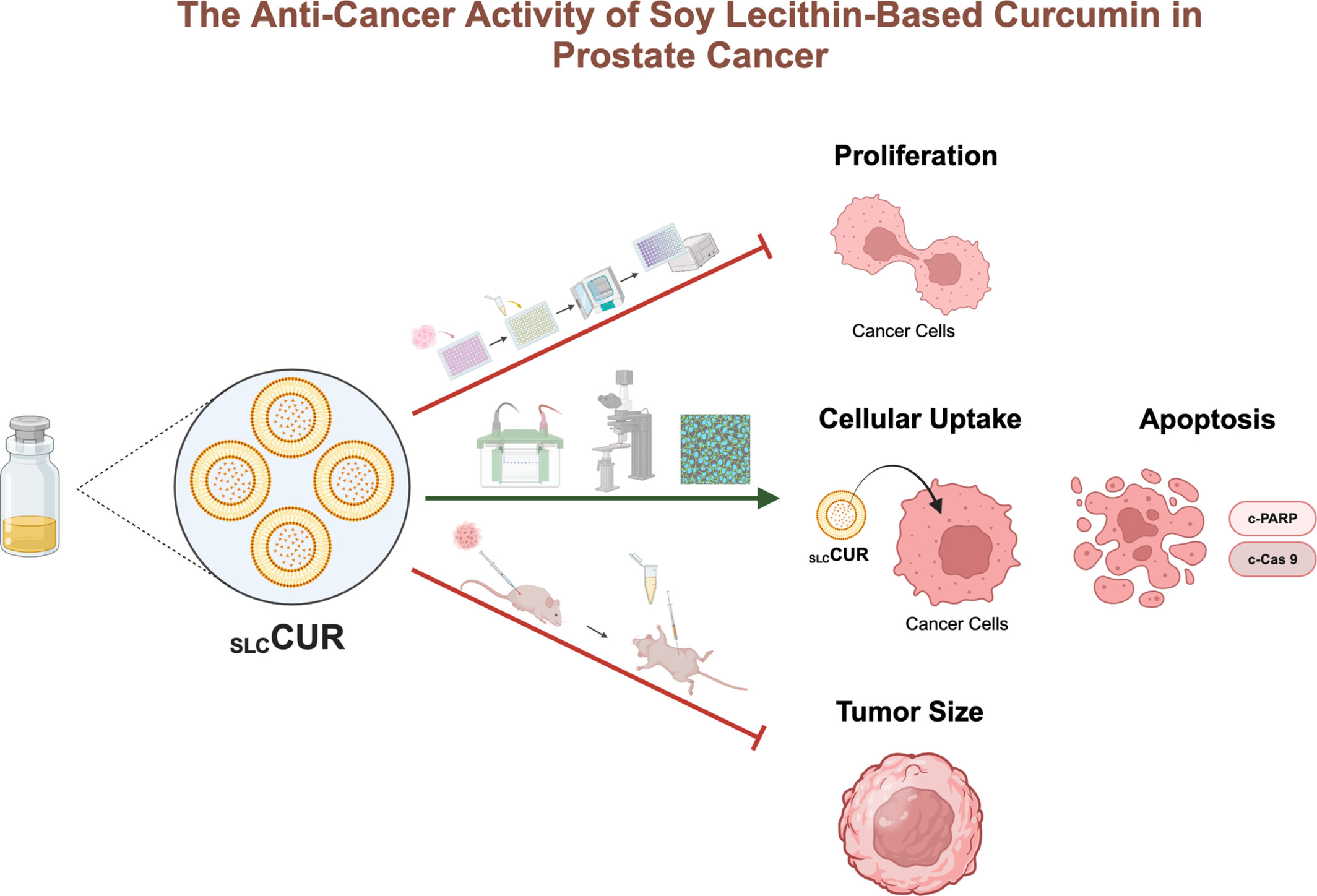 Anticancer Activity of Soy Lecithin-Based Curcumin in Prostate Cancer