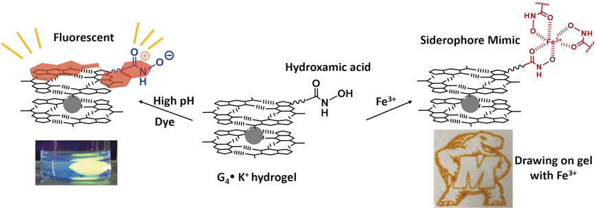 Drawing with Iron on a Gel Containing a Supramolecular Siderophore