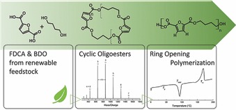 Synthesis and Ring-Opening Polymerization of Cyclic Butylene 2,5-Furandicarboxylate