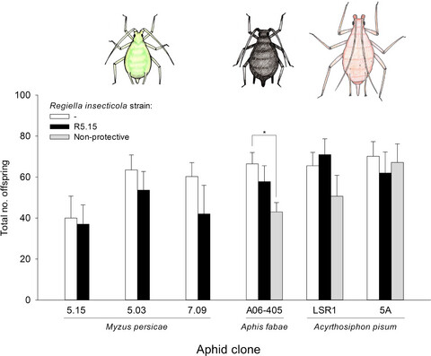 Estimating costs of aphid resistance to parasitoids conferred by a protective strain of the bacterial endosymbiont Regiella insecticola