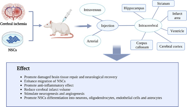 Routes and methods of neural stem cells injection in cerebral ischemia
