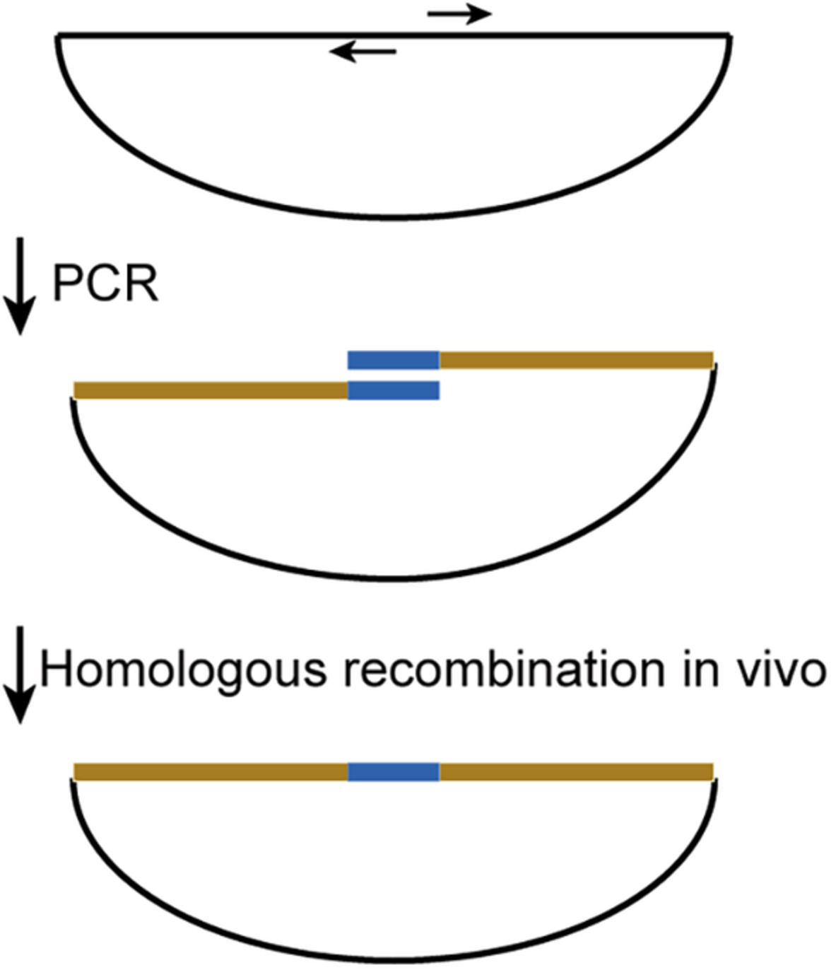 Cloning short DNA into plasmids by one-step PCR
