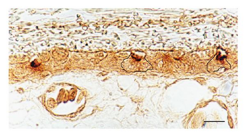 Details are in the caption following the image