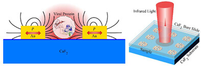 Dendric nanostructures for SARS-CoV-2 proteins detection based on surface enhanced infrared absorption spectroscopy