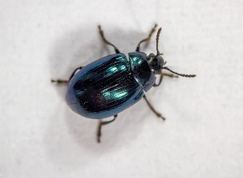 Consequences of mating with siblings and nonsiblings on the reproductive success in a leaf beetle
