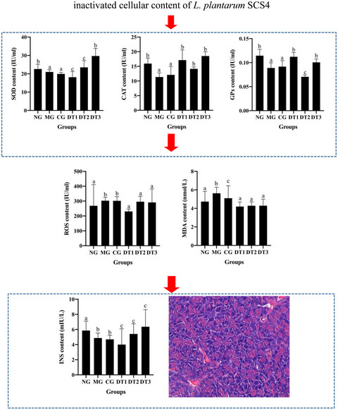 Alleviation of oxidative stress in pancreatic tissue of hyperglycemic mice by Lactiplantibacillus plantarum SCS4