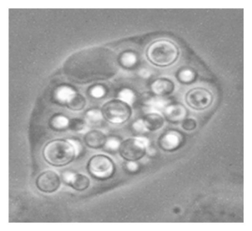 Details are in the caption following the image