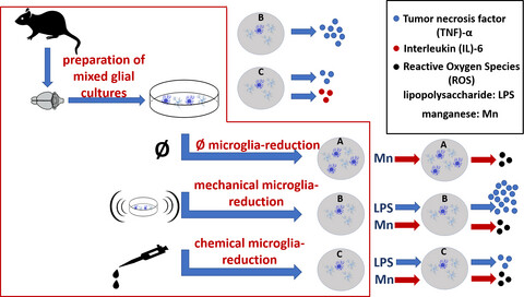 Differential production of interleukin-6 and tumor necrosis factor-α in primary rat astrocyte cultures using two distinct methods of microglia elimination