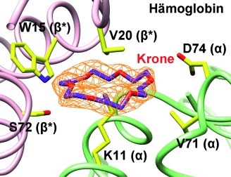Crowning Proteins: Modulating the Protein Surface Properties using Crown Ethers