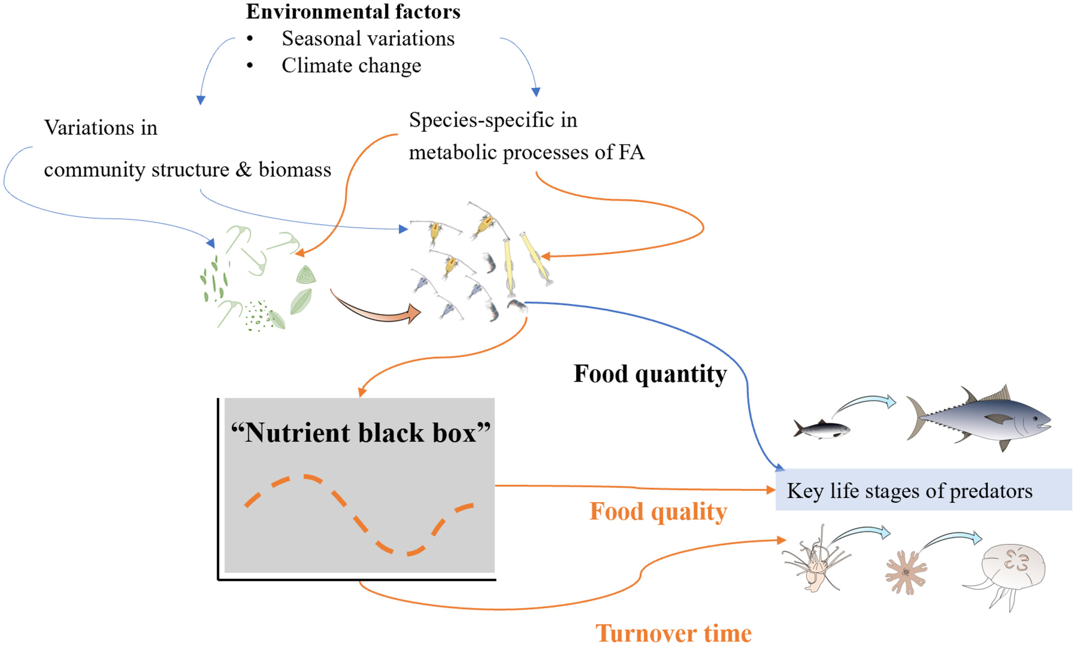 Modulation of fatty acid profiles and turnover dynamics in jellyfish polyps through copepod diets: Insights into trophic interactions and nutrient flux