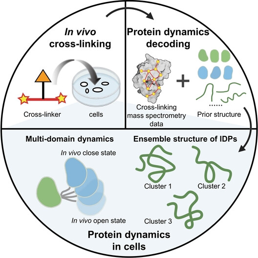 Decoding Protein Dynamics in Cells Using Chemical Cross-Linking and Hierarchical Analysis**