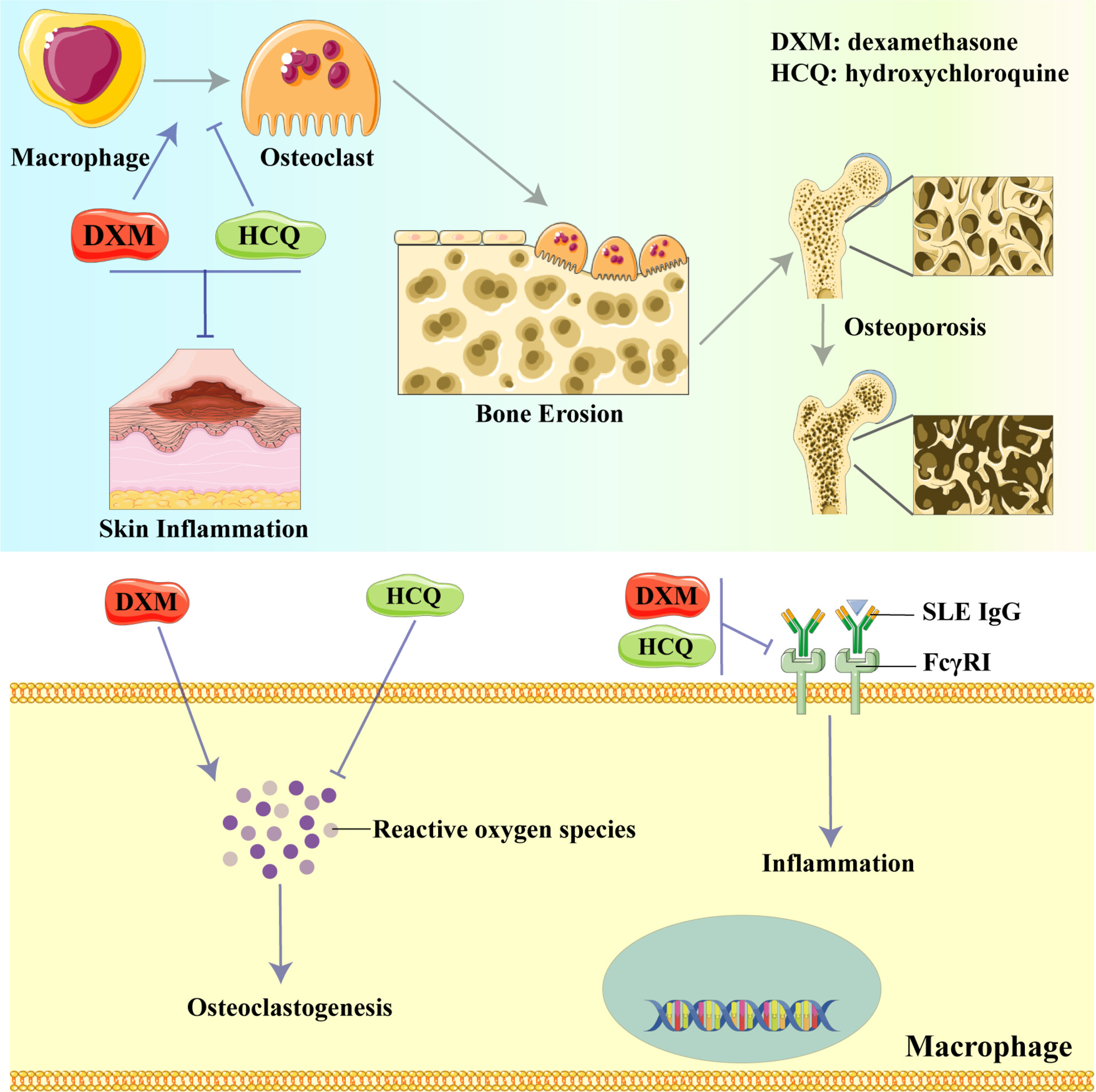 Inhibitory effect of hydroxychloroquine on glucocorticoid-induced osteoporosis in lupus therapy