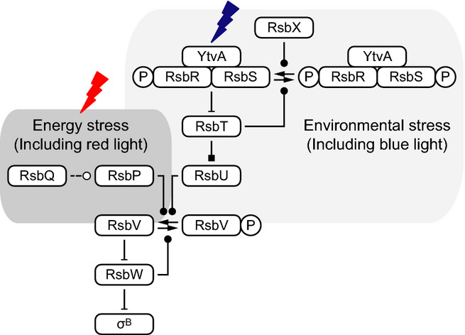 Activation of the General Stress Response of Bacillus subtilis by Visible Light
