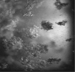 Effect of Operating Conditions on Ice Characteristics in Continuous Eutectic Freeze Crystallization