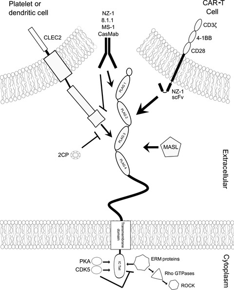 Podoplanin: An emerging cancer biomarker and therapeutic target