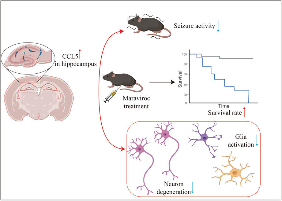 Targeting CCL5 signaling attenuates neuroinflammation after seizure