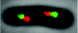 inline image