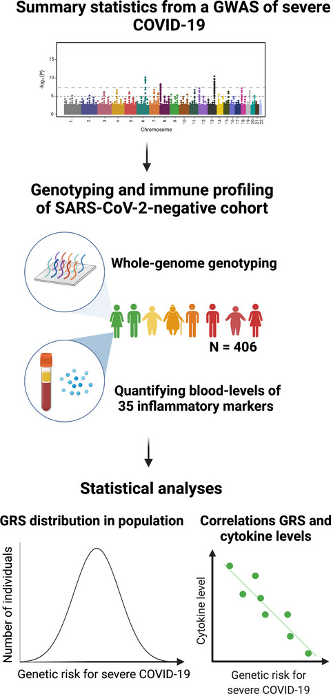Genetic risk for severe COVID-19 correlates with lower inflammatory marker levels in a SARS-CoV-2-negative cohort