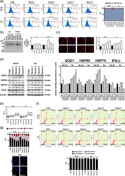 Snake venoms promote stress-induced senescence in human fibroblasts