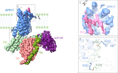 Cryo-EM structure of G-protein-coupled receptor GPR17 in complex with inhibitory G protein
