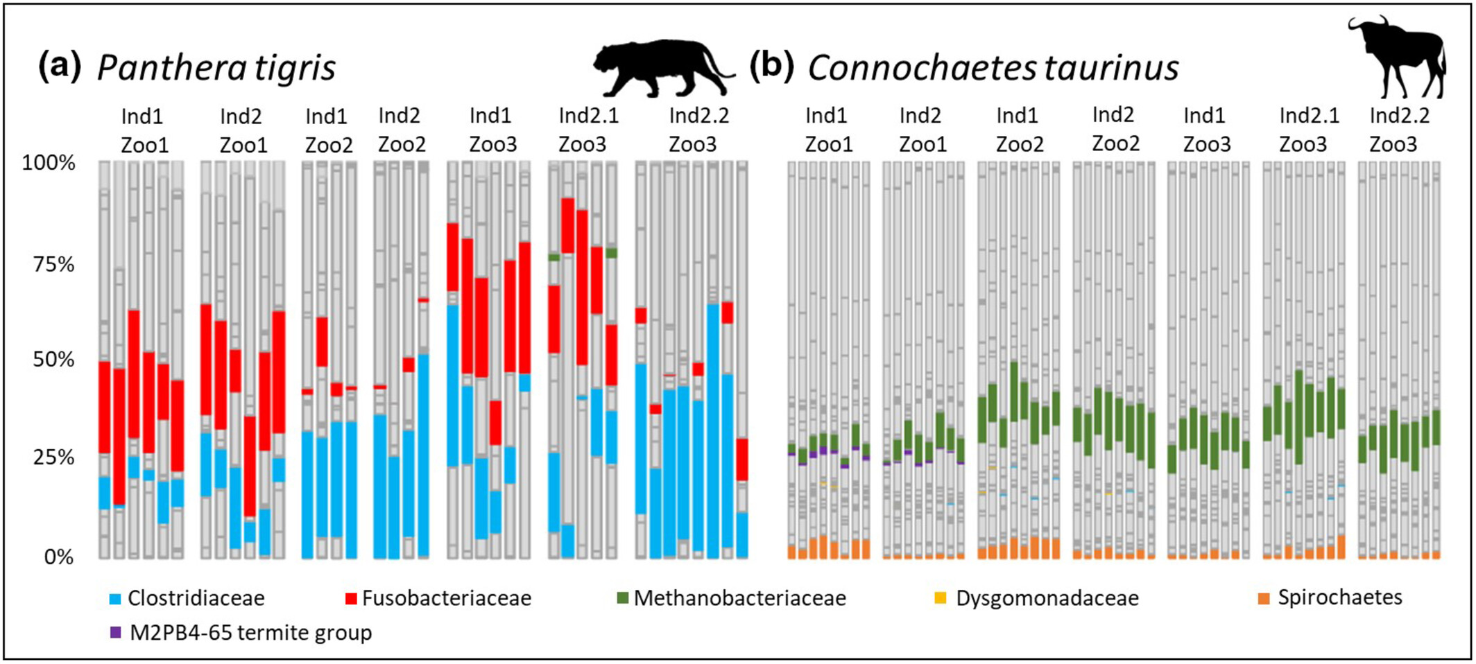 Time series cluster analysis reveals individual assignment of microbiota in captive tiger (Panthera tigris) and wildebeest (Connochaetes taurinus)