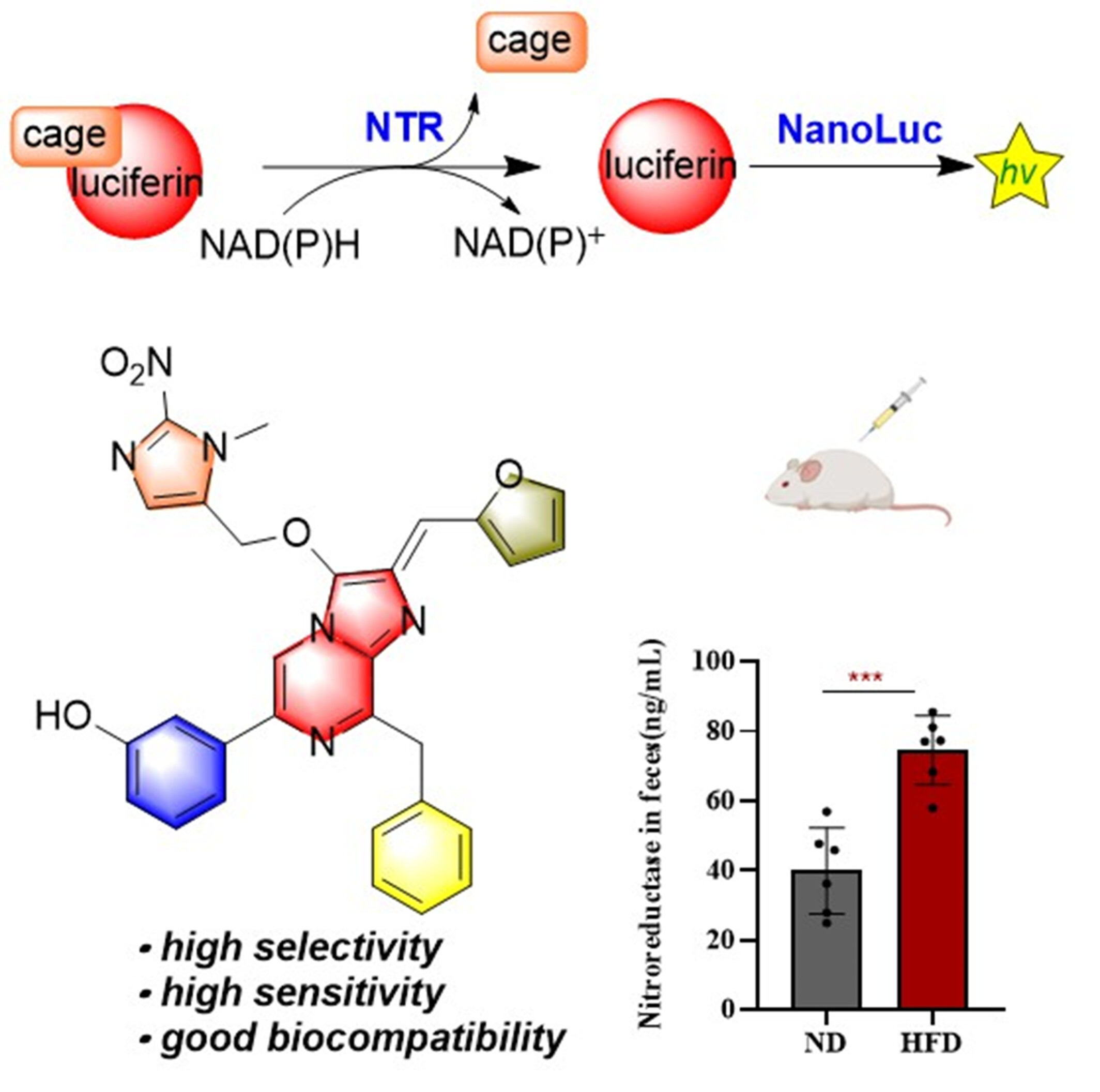 An Efficient Probe for Bacterial Nitroreductase Imaging and Detection Based on NanoLuc-Furimazine Bioluminescent Pair