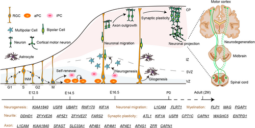 Details are in the caption following the image Details are in the caption following the image
