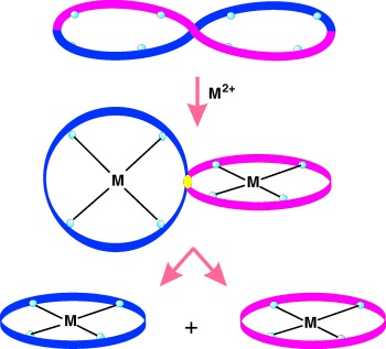Bimetallic Figure-Eight Octaphyrins Split into Four-Pyrrolic Macrocycles