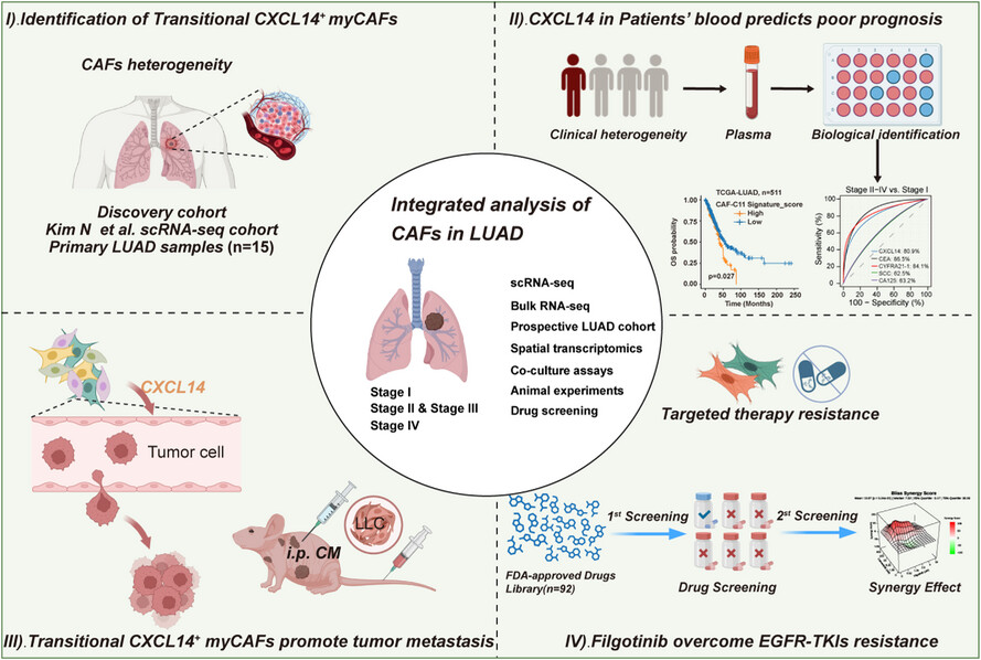 Transitional CXCL14+ cancer-associated fibroblasts enhance tumour metastasis and confer resistance to EGFR-TKIs, revealing therapeutic vulnerability to filgotinib in lung adenocarcinoma
