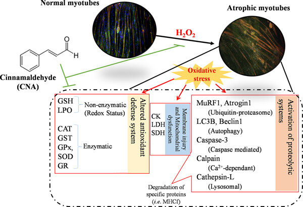 Cinnamaldehyde regulates H2O
2-induced skeletal muscle atrophy by ameliorating the proteolytic and antioxidant defense systems