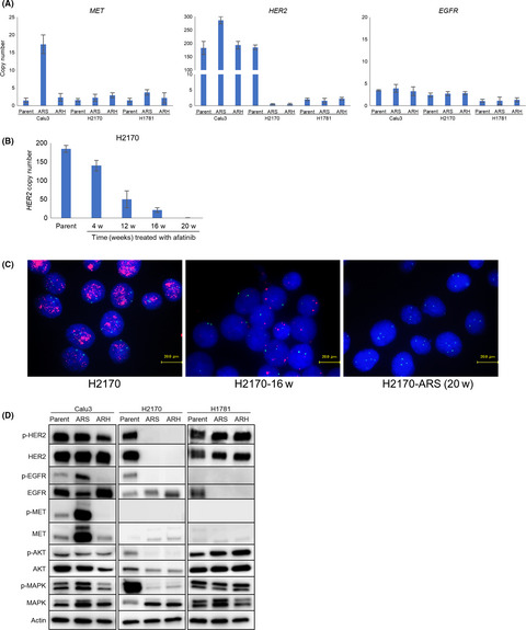 Therapeutic strategies for afatinib-resistant lung cancer harboring HER2 alterations