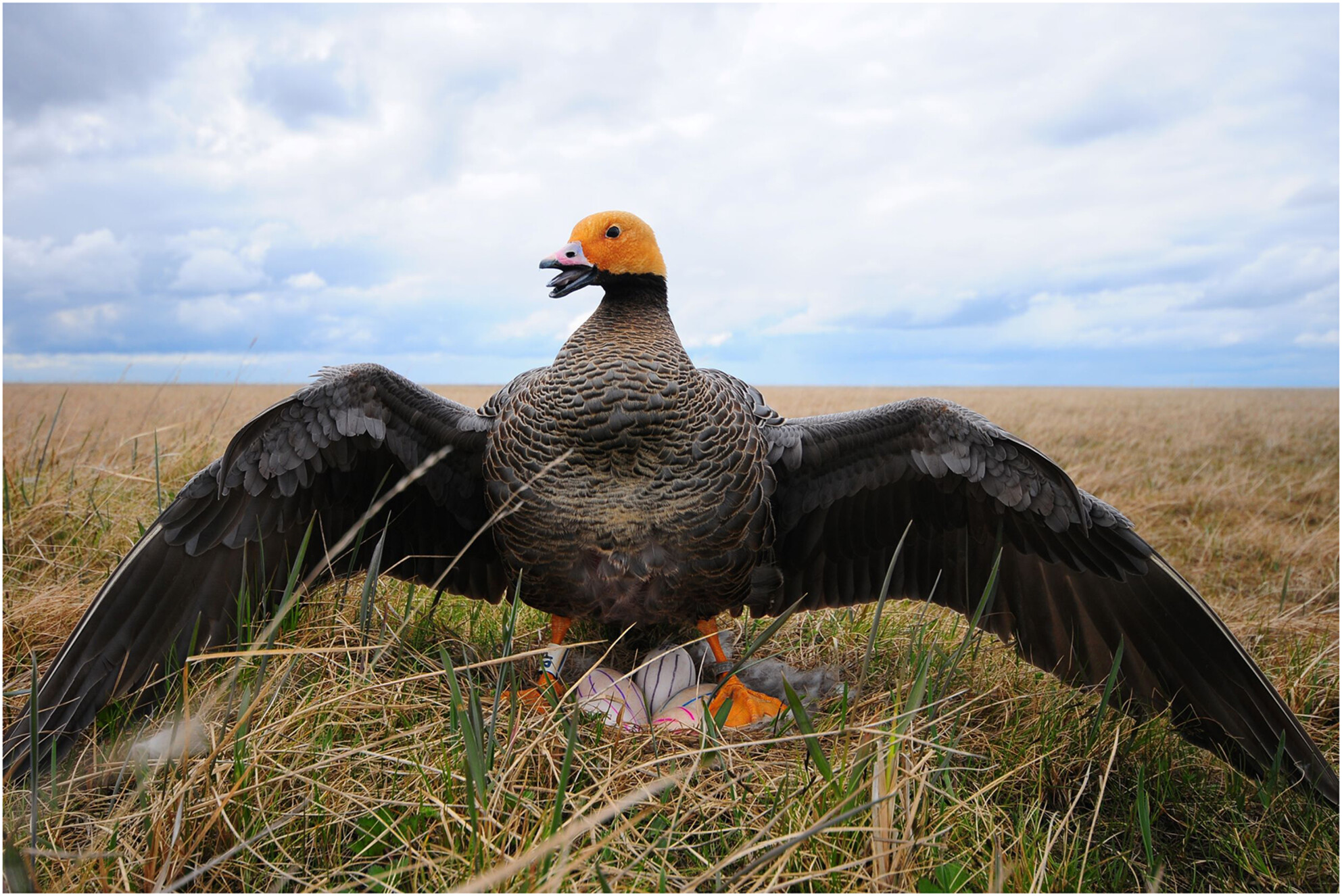 Previous reproductive success and environmental variation influence nest-site fidelity of a subarctic-nesting goose