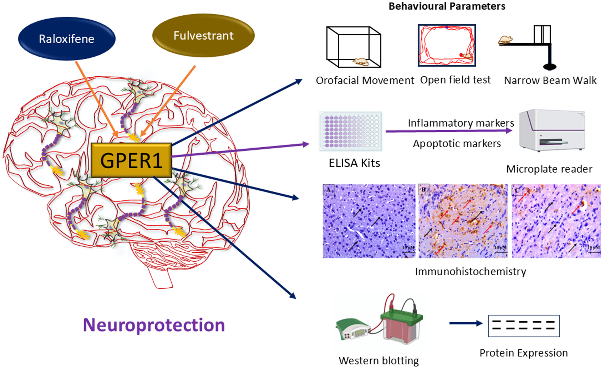 Raloxifene and Fulvestrant Exert Antioxidant, Anti-Inflammatory, and Antiapoptotic Action Against Haloperidol-Induced Tardive Dyskinesia in Rats via Activation of the GPER1/PI3k/Akt/Nrf2/HO-1 Signaling Pathways