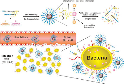 A dynamic covalent polymeric antimicrobial for conquering drug-resistant bacterial infection