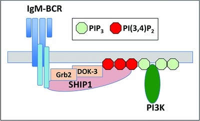 What goes up must come down: A tripartite Dok-3/Grb2/SHIP1 inhibitory module limits BCR signaling