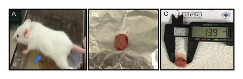 Details are in the caption following the image Details are in the caption following the image