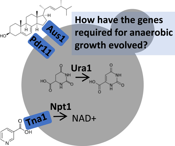 The evolution of anaerobic growth in Saccharomycotina yeasts
